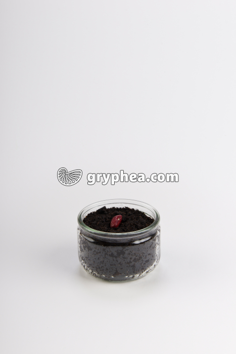 Germination de la graine de Haricot - Haricot en terre - (début) t = 0 - gryphea.com